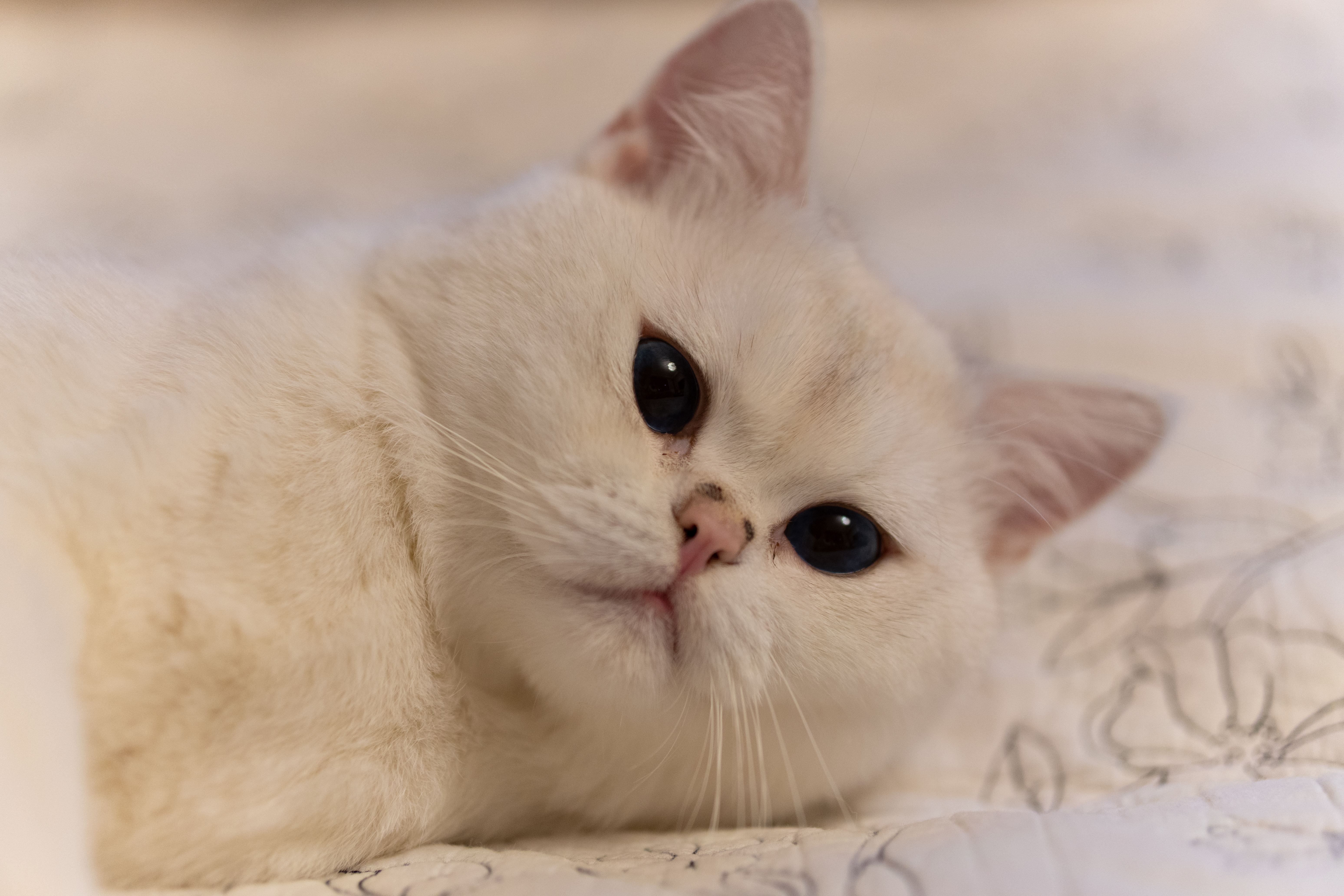 MyCat3